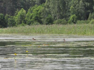 Relacja z pierwszego spływu kajakowego Łyną realizowanego w ramach RekreAKCJI/ 20.07.2025