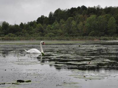 Spływ kajakowy realizowany w ramach RekreAKCJI rzeką Łyną/ 07.09.2025