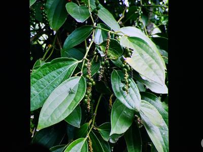 KLUB PODRÓŻNIKA– „Południowy Wietnam – prawdziwy Sajgon”/ 09.12.2025