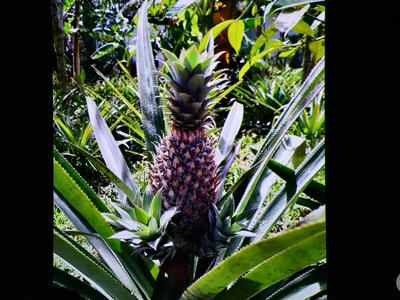 KLUB PODRÓŻNIKA– „Południowy Wietnam – prawdziwy Sajgon”/ 09.12.2025