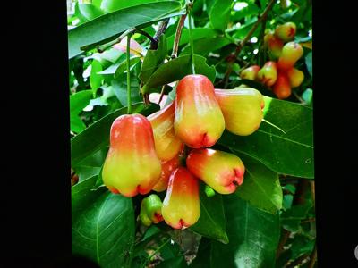 KLUB PODRÓŻNIKA– „Południowy Wietnam – prawdziwy Sajgon”/ 09.12.2025