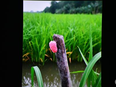 KLUB PODRÓŻNIKA– „Południowy Wietnam – prawdziwy Sajgon”/ 09.12.2025