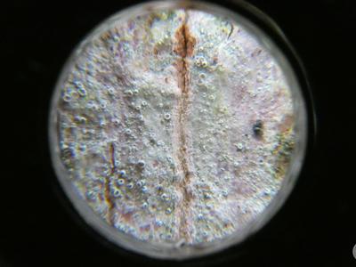 DZIKI SPACER realizowany w ramach RekreAKCJI/ Stawiguda 14.12.2025