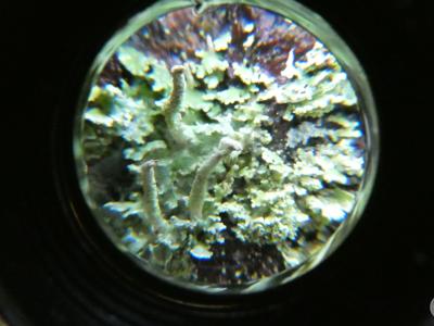 DZIKI SPACER realizowany w ramach RekreAKCJI/ Stawiguda 14.12.2025