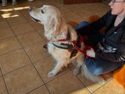 Dogoterapia w świetlicy 2