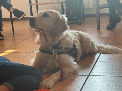 Dogoterapia w świetlicy 1