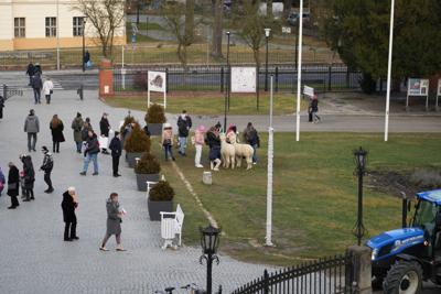 Ludzie stoją przed Pałacem Książęcym. Widać także traktor i dwie alpaki.