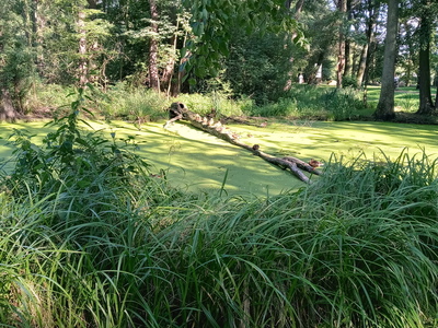 dziki zakątek w parku