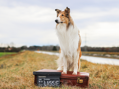 lassie.jpg[small]
