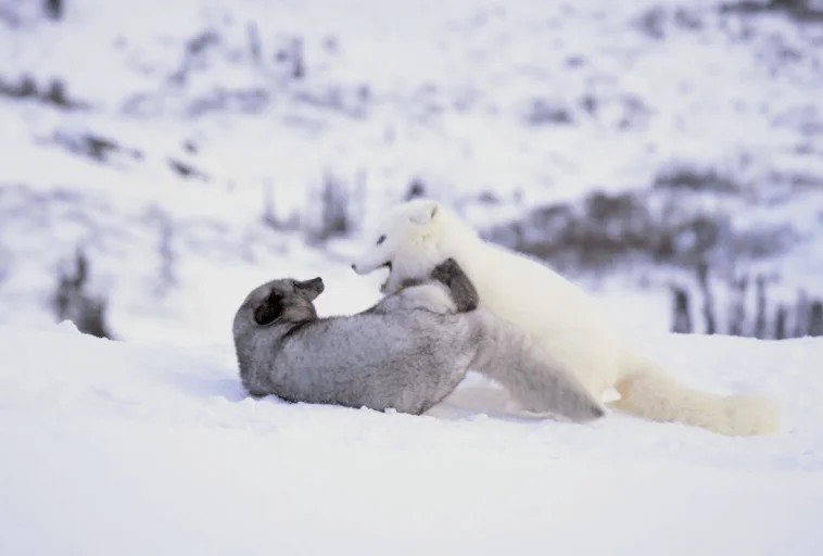 kina_i_yuk_kadr.jpg [758x512]