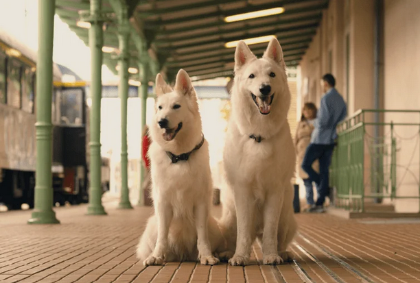 o_psie...png [612x413]