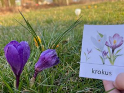 Krokus