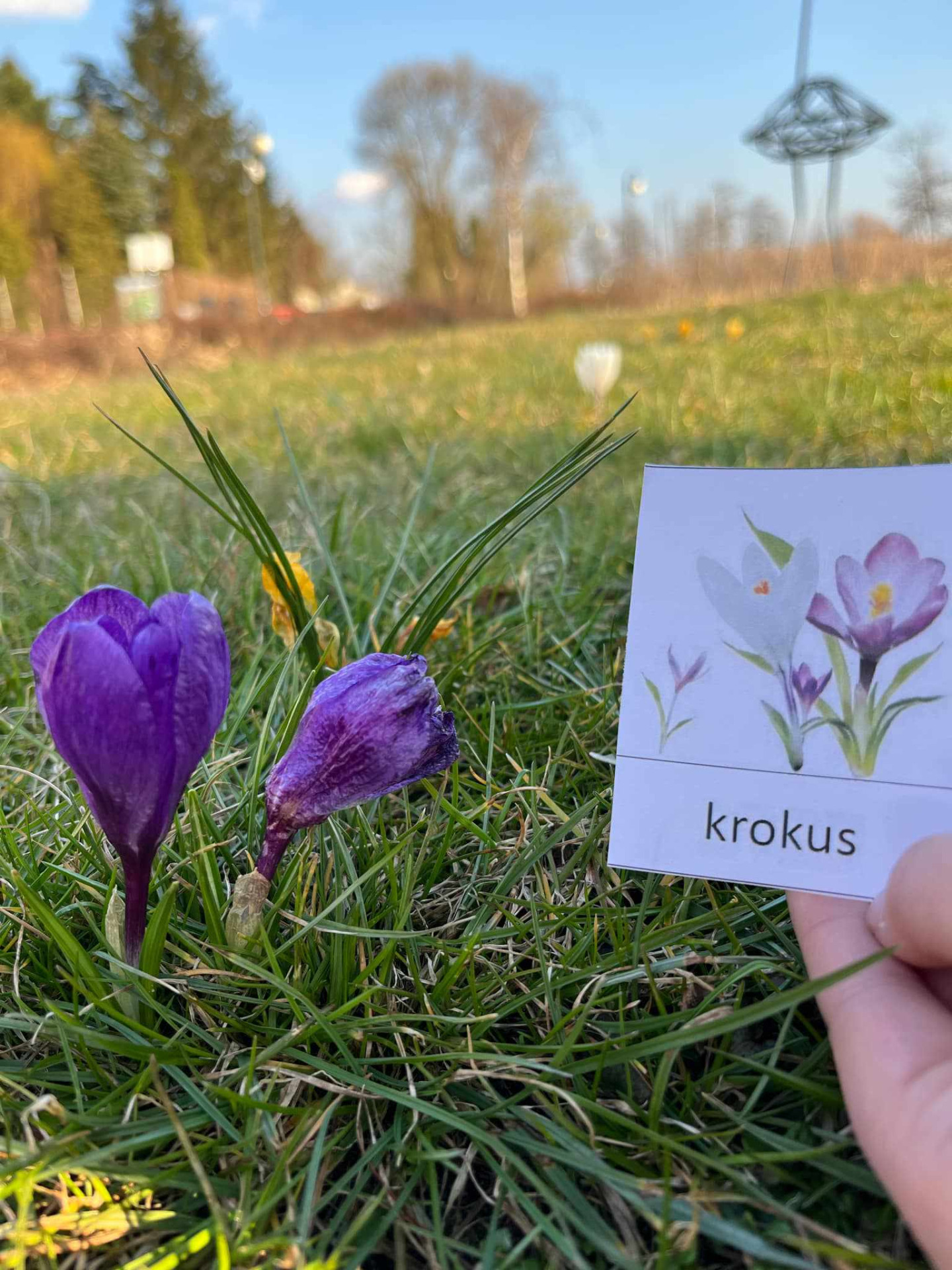 Krokus