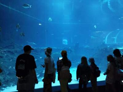 Dzieci w oceanarium