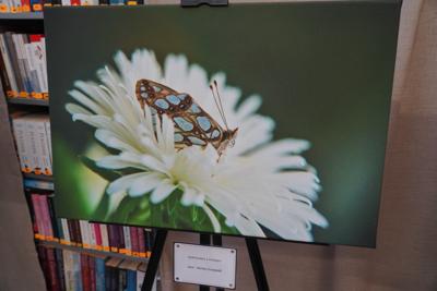 Kraśnik sześcioplamek - jedna z fotografii Mariusza Szczepnika.