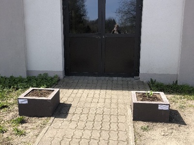 Funkia Hosta w gazonach przy sali wiejskiej w Staniewicach
