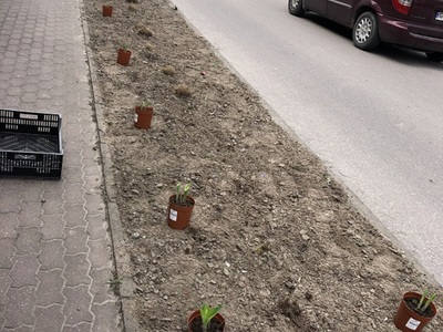 Jarosławiec, posadzone kwiaty