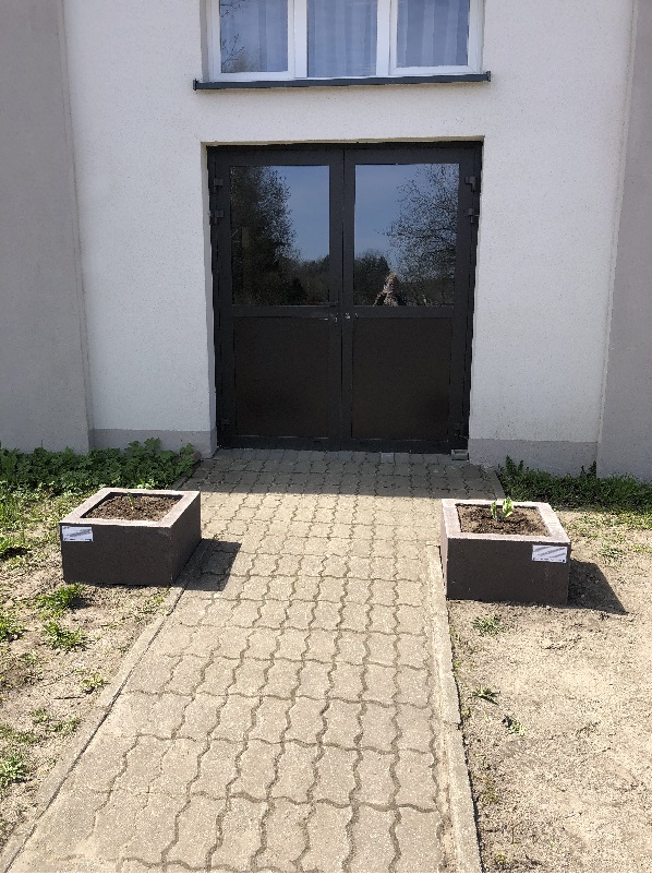 Funkia Hosta w gazonach przy sali wiejskiej w Staniewicach