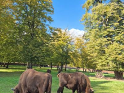 Wycieczka seniorzy Białowieża