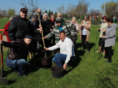 Zdjęcie wykonane na zielonym skwerku przy urzędzie gminy w Sompolnie. Przedstawia grupę seniorów oraz burmistrza miasta Sompolna i dyrektora mgops podczas sadzenia drzewa. W tle boisko sportowe, trybuny i plac zabaw.
