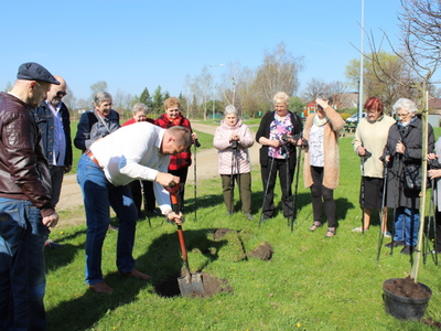 Zdjęcie przedstawia burmistrza miasta Sompolna podczas wykopywania miejsca na drzewo. Wokoło mężczyzny stoi grupa seniorów z kijkami do nordic walking.