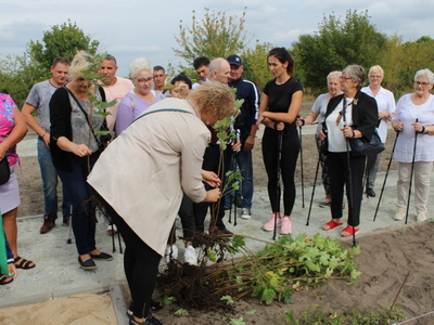 Zdjęcie przedstawia kobietę wybierającą drzewo do wsadzenia na nowo powstającej alei.